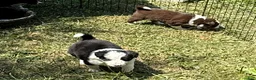 Border Collie dogs for sale: Whitney - Ad 5