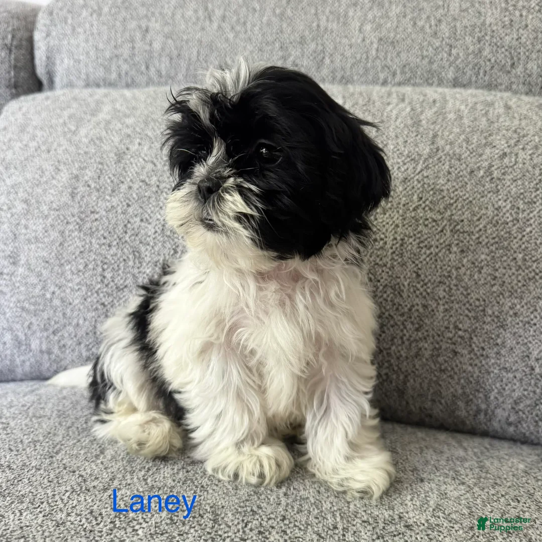 Shih Tzu dogs for sale: Laney - Ad 1