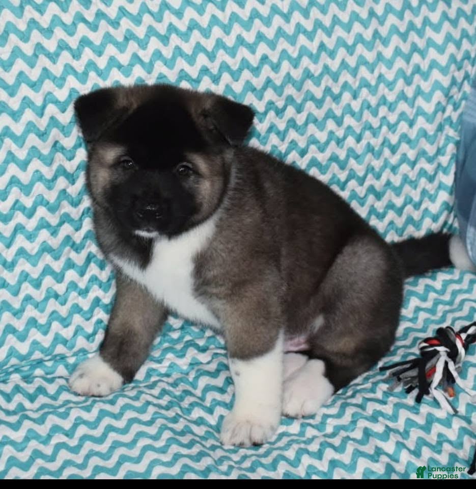 Akita dogs Zack - Ad 1