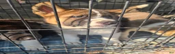 Akita dogs for sale: Bella  - Ad 7
