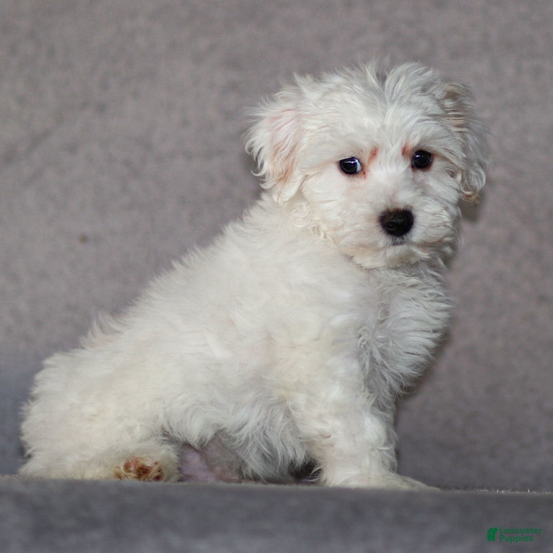 Maltipoo dogs for sale: Sarge - Ad 3