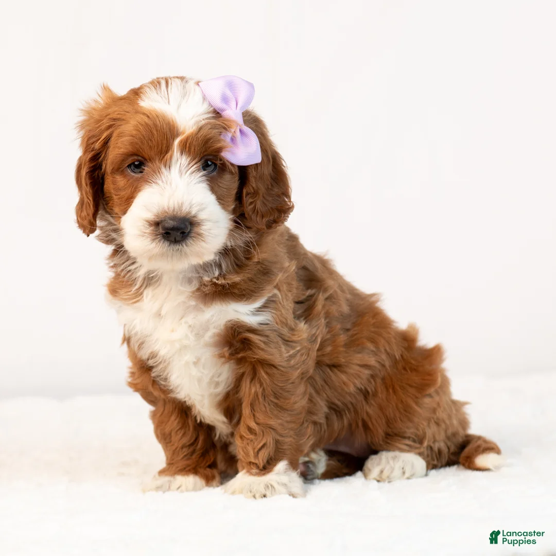 Mini Goldendoodle dogs for sale: Bella - Ad 1