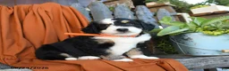 Bernedoodle dogs for sale: Queeny - Ad 5