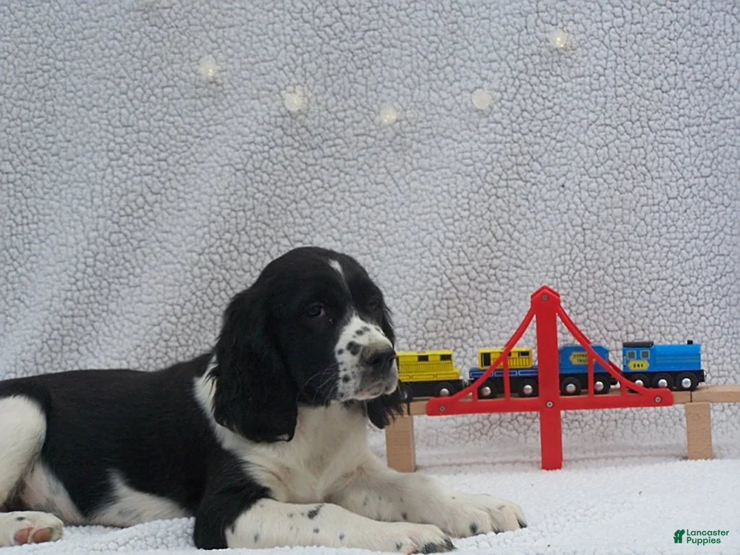 English Springer Spaniel dogs for sale: Buster - Ad 1