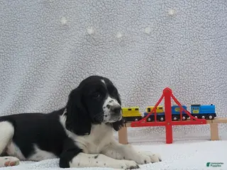 English Springer Spaniel dogs Buster - Ad 1