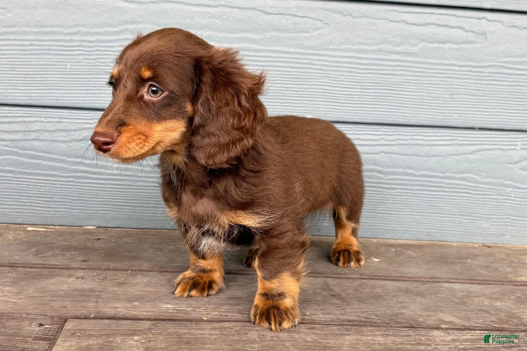 Dachshund dogs for sale: Culver - Ad 2