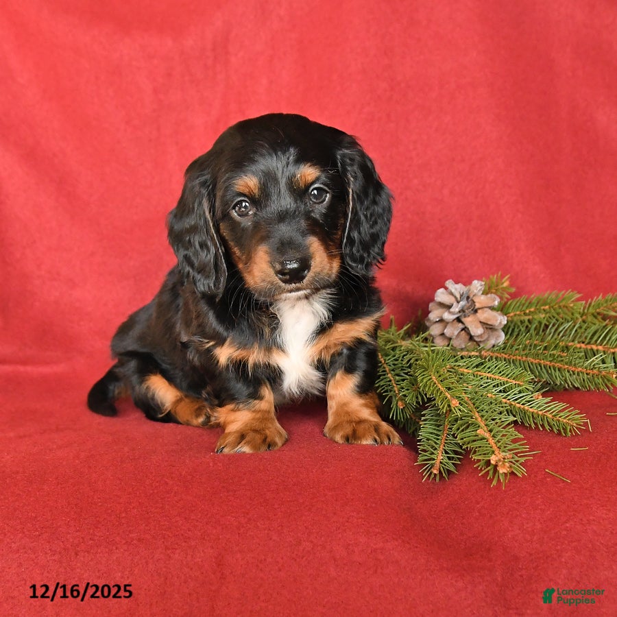 Dachshund dogs Rover - Ad 27