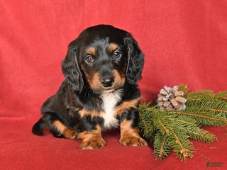 Dachshund dogs Rover - Ad 27