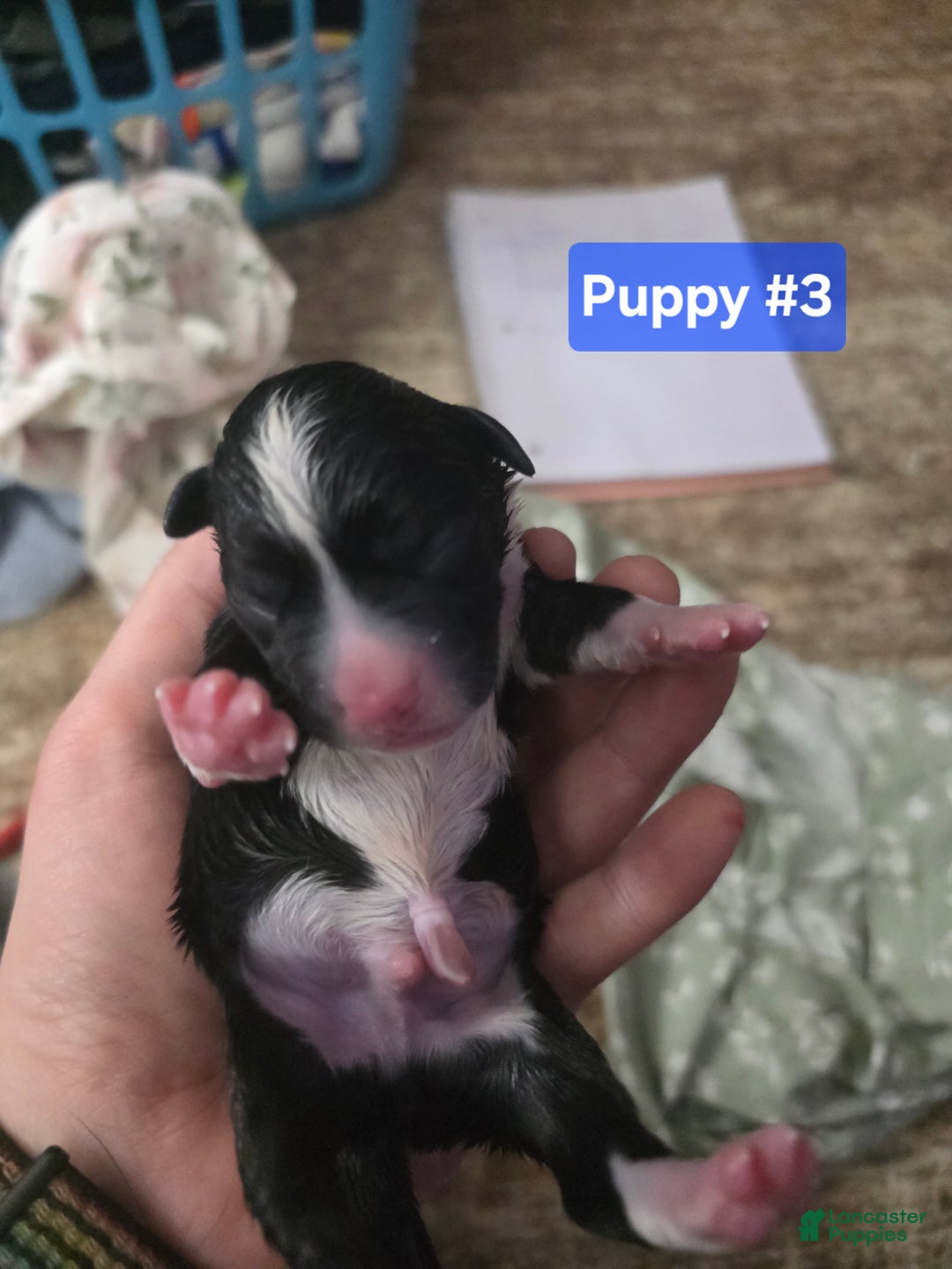 Mixed Breed dogs for sale: Blue - Ad 2