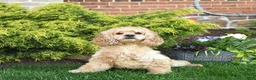Cockapoo dogs for sale: Calvin - Ad 6