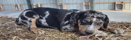 Catahoula Leopard Dog dogs for sale: Duchess 2026 Male 5 - Ad 3