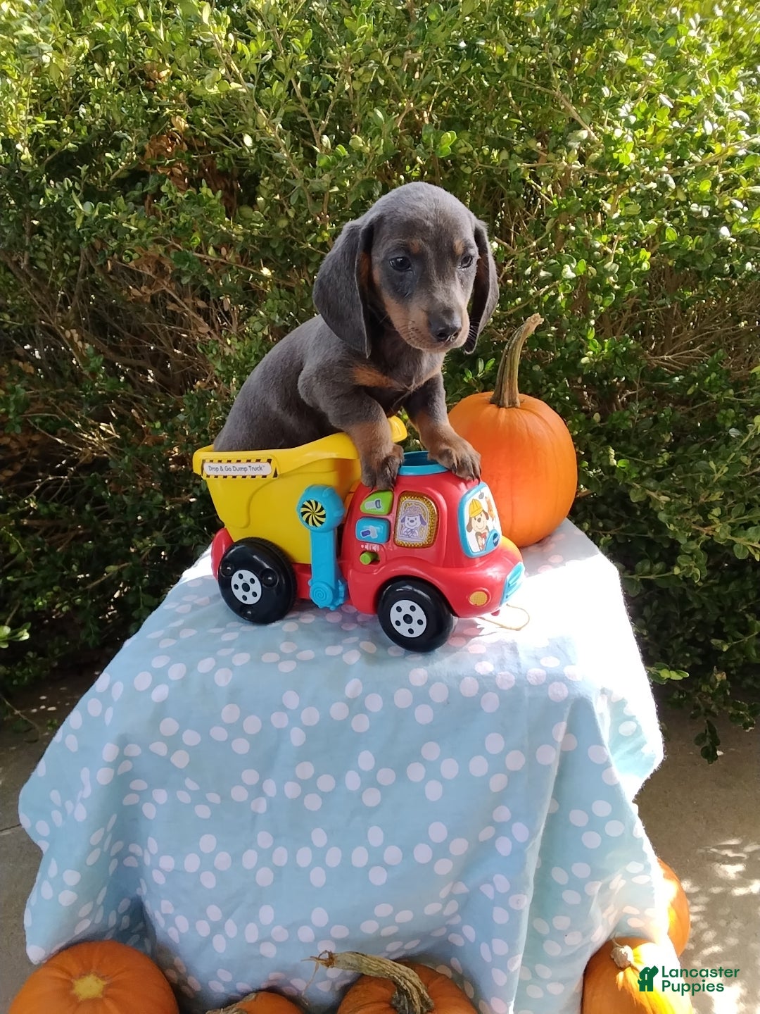 Miniature Dachshund dogs Mozzy - Ad 1