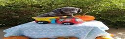 Miniature Dachshund dogs for sale: Mozzy - Ad 1