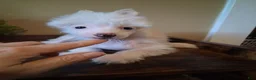 Chinese Crested dogs for sale: Honey - Ad 3