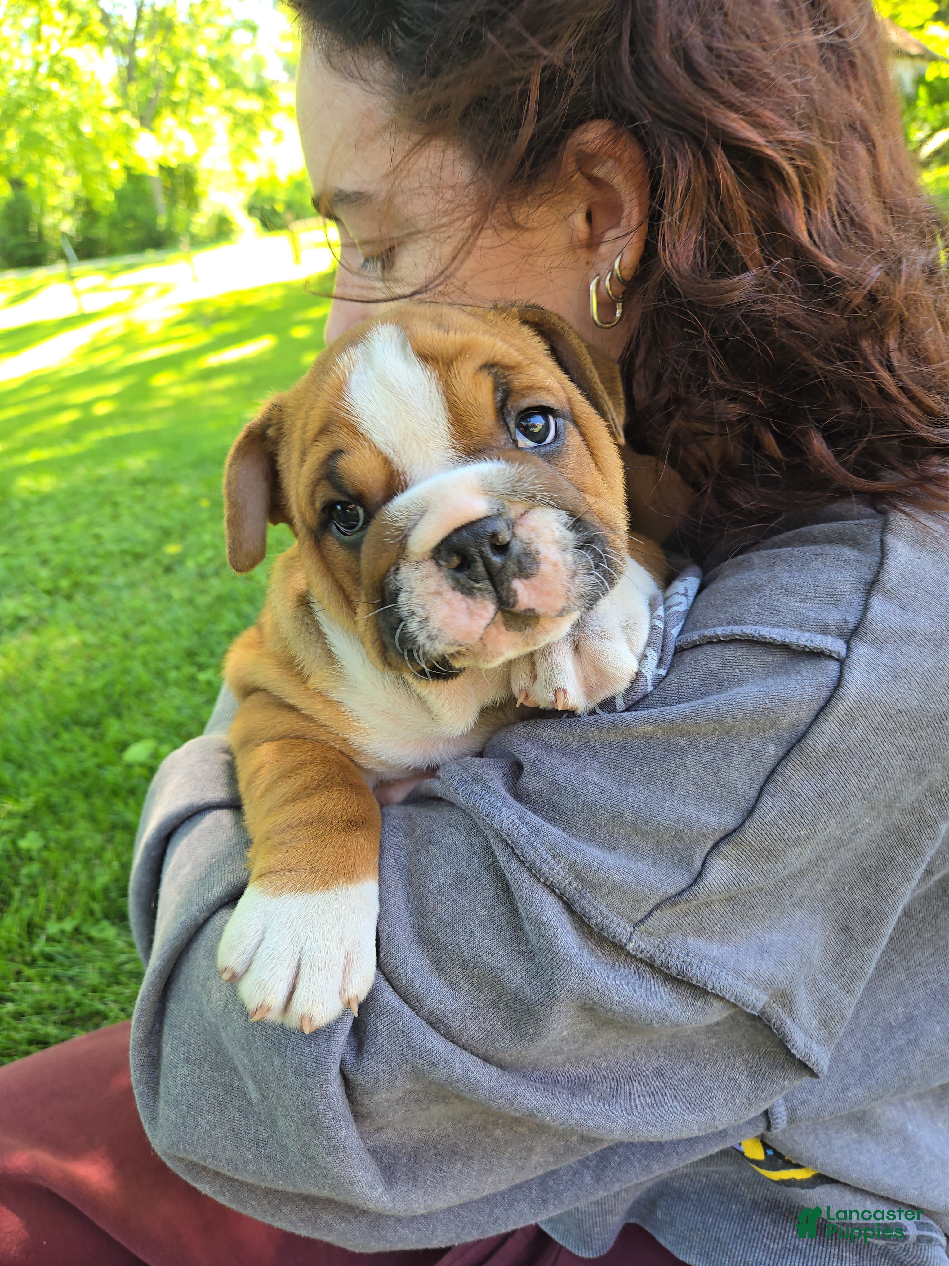 English Bulldog dogs Winston Churchill Bishop - Ad 2