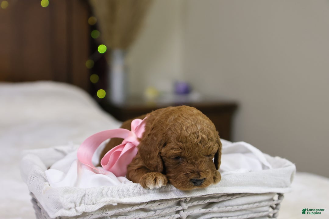 Goldendoodle dogs for sale: Natalie - Ad 1