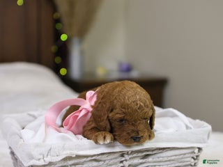 Goldendoodle dogs Natalie - Ad 32