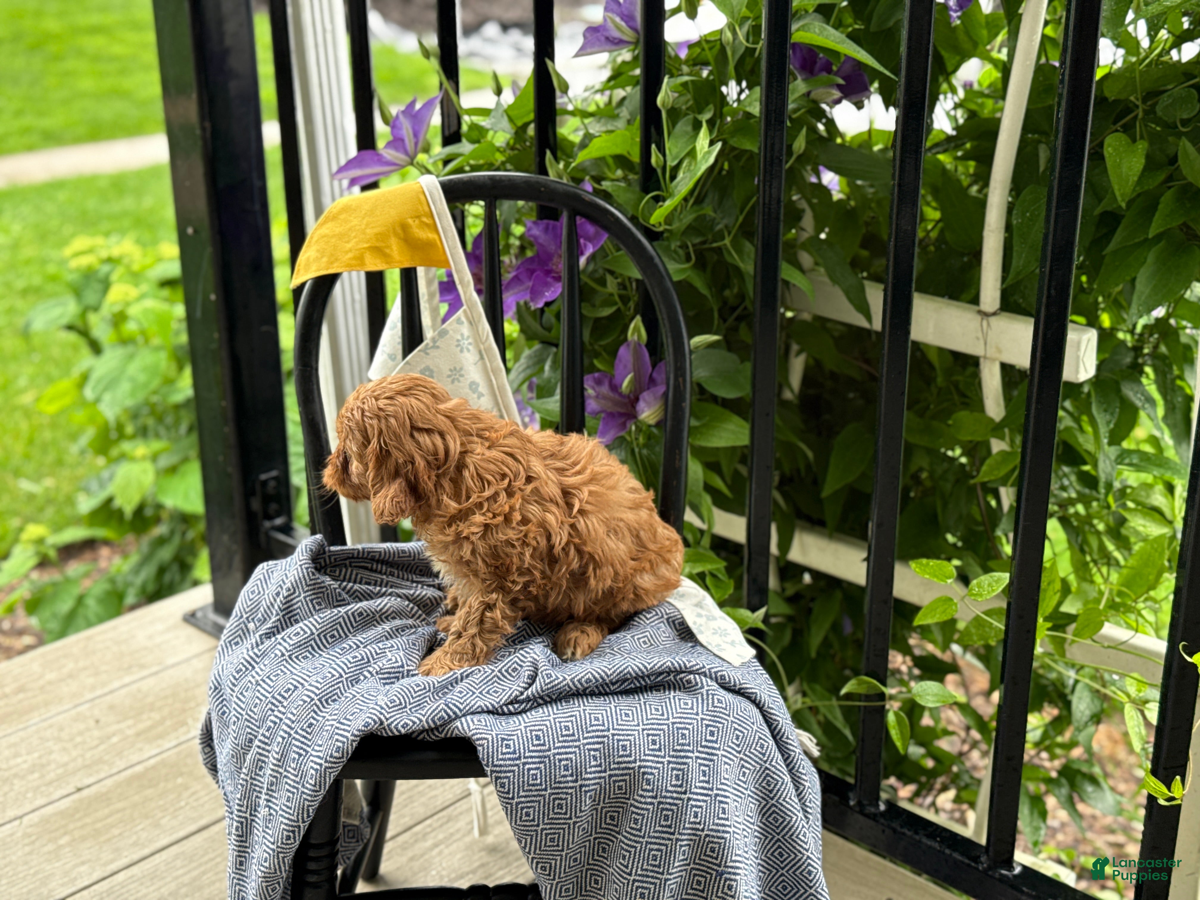 Cavapoo dogs Jacey - Ad 2