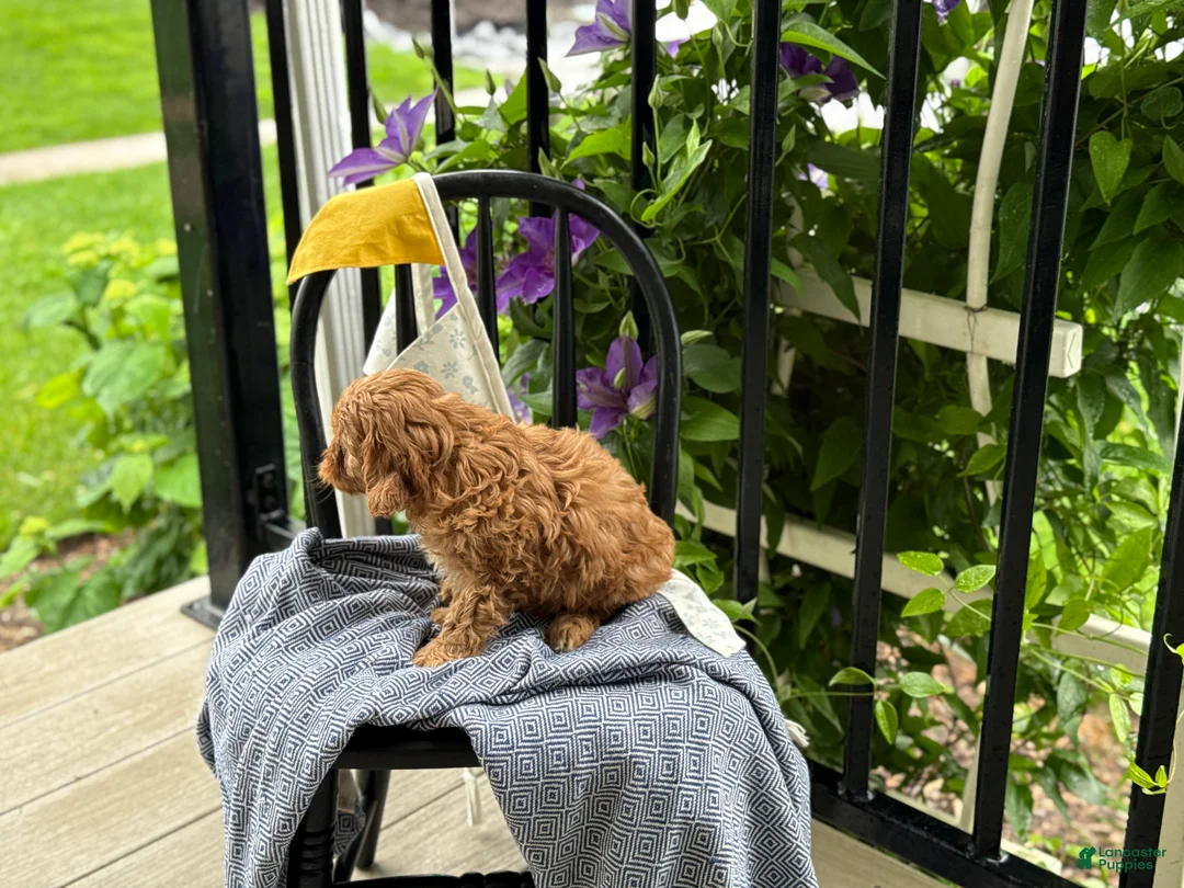 Cavapoo dogs for sale: Jacey - Ad 2
