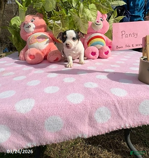 Chihuahua dogs Pansy - Ad 7