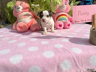 Chihuahua dogs Pansy - Ad 7