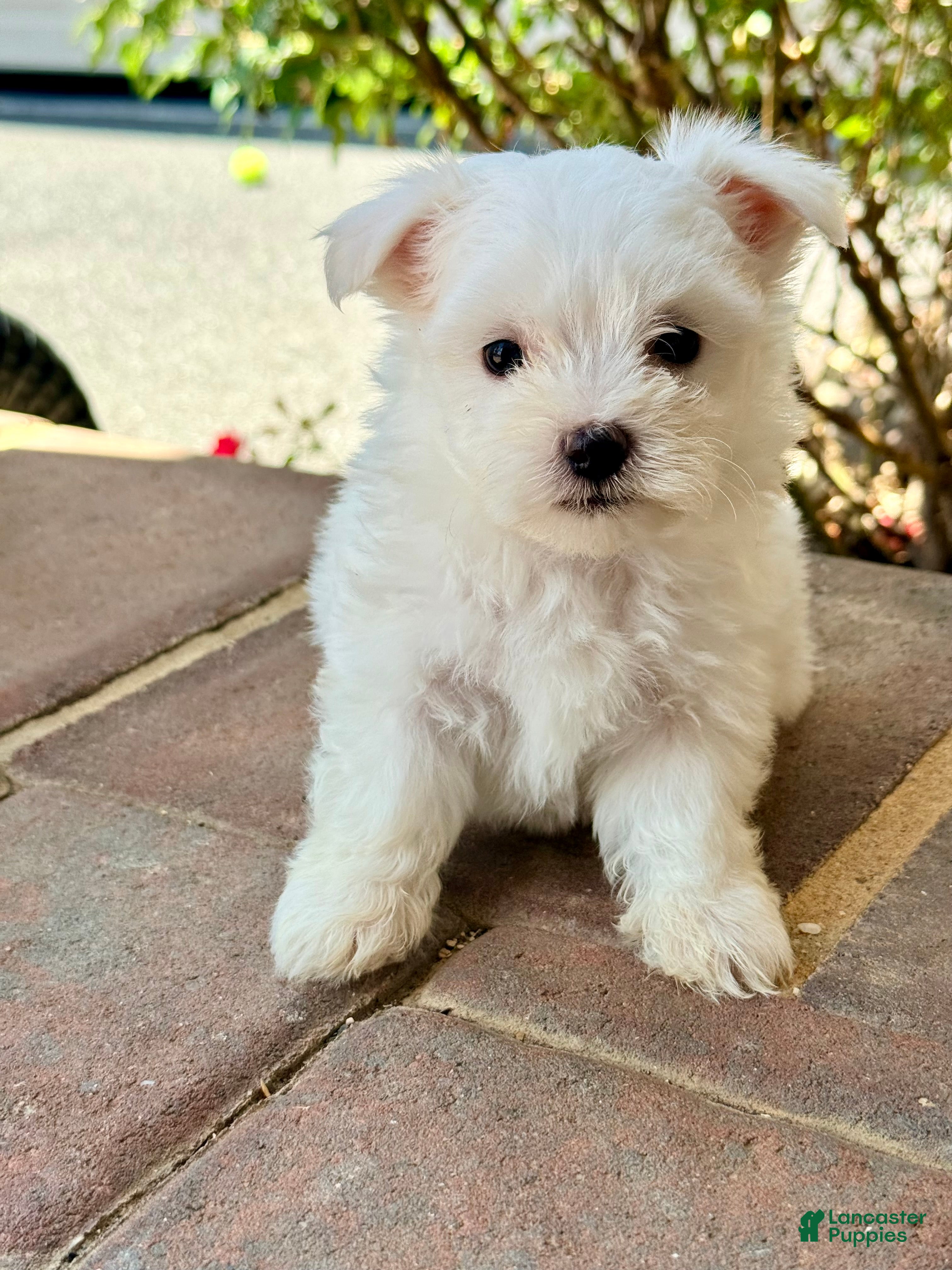 Maltese dogs Charlie Maltese 1 - Ad 1