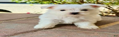 Charlie Maltese 1