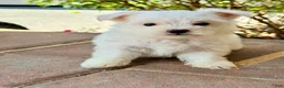 Maltese dogs for sale: Charlie Maltese 1 - Ad 1