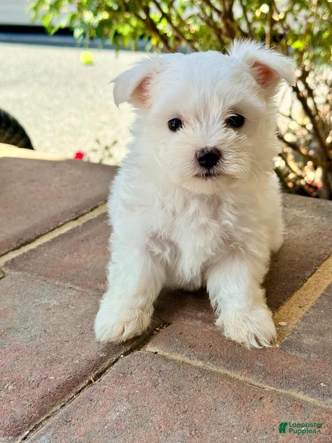 Maltese dogs for sale: Charlie Maltese 1 - Ad 1