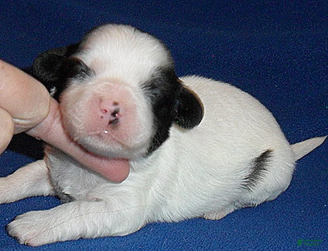 Shihpoo dogs for sale: Opie - Ad 1