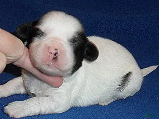 Shihpoo dogs Opie - Ad 40