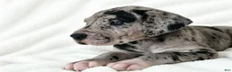 Great Dane dogs for sale: Orkid - Ad 3