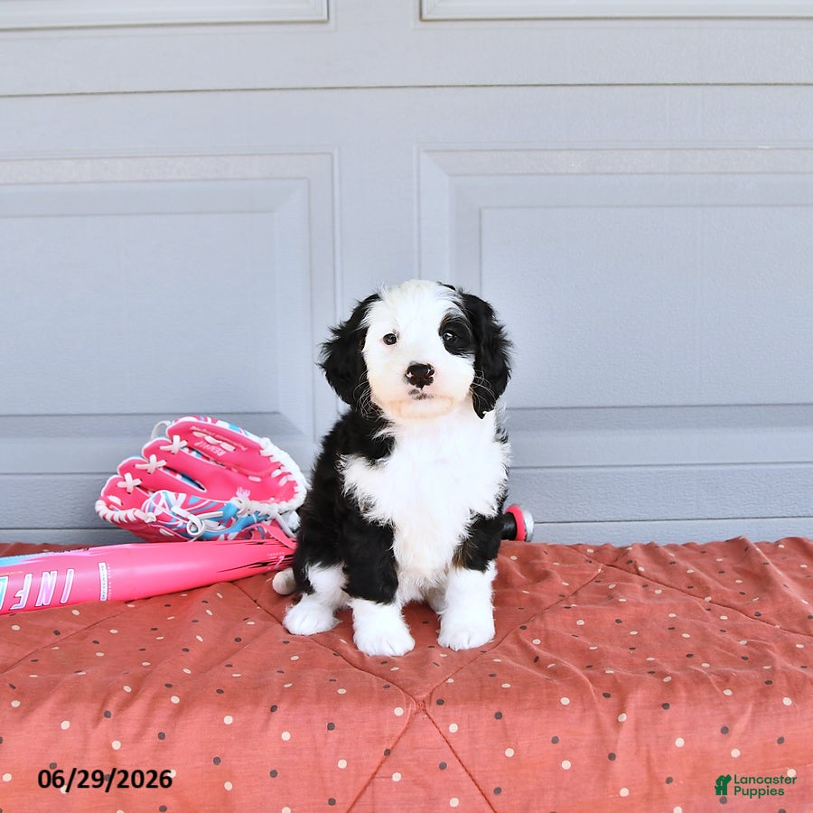 Mixed Breed dogs Glory - Ad 1