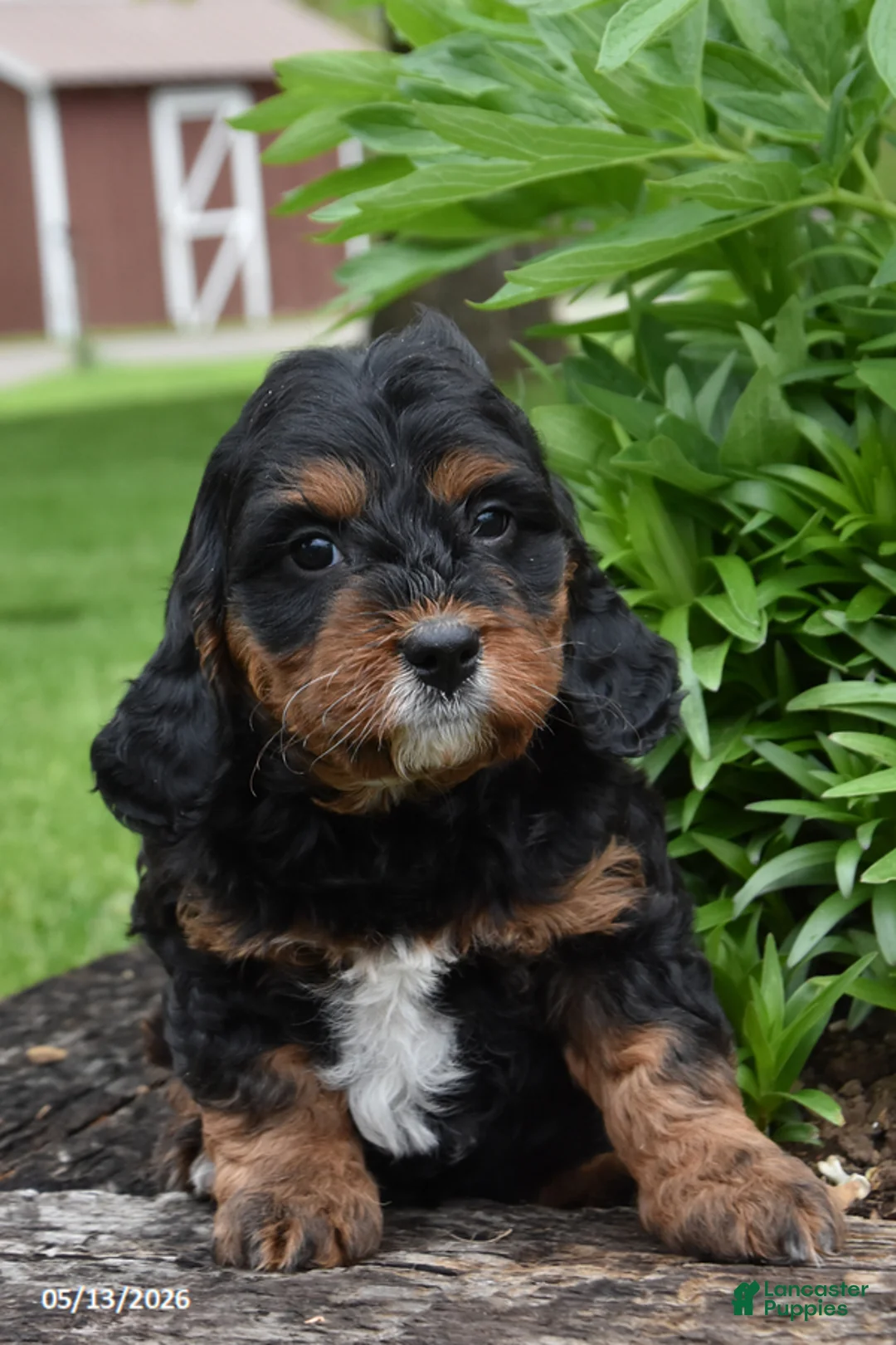Cavapoo dogs for sale: Rosie - Ad 1