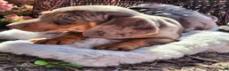 Miniature Dachshund dogs for sale: Murphy  - Ad 15