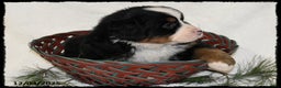 Bernese Mountain Dog dogs for sale: Toyota - Ad 3
