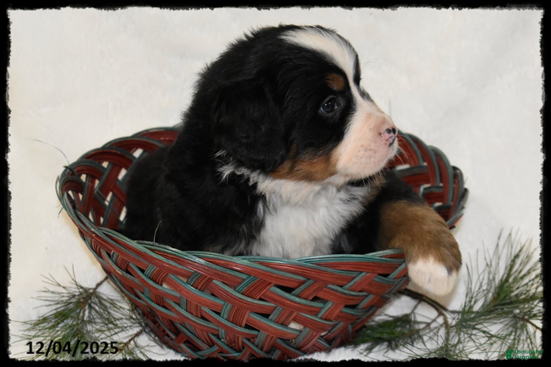 Bernese Mountain Dog dogs for sale: Toyota - Ad 3