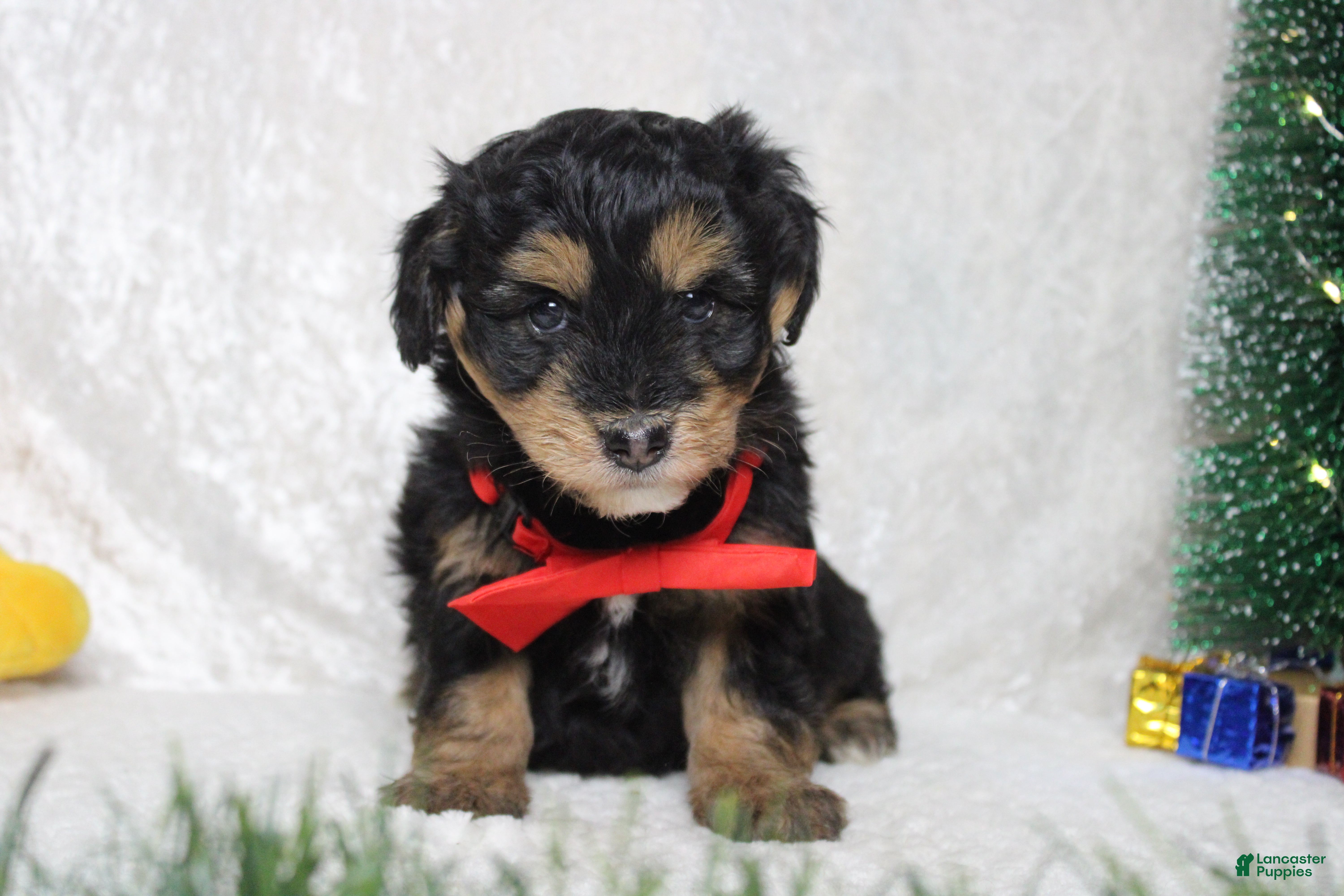 Aussiedoodle dogs Landon  - Ad 19