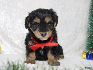 Aussiedoodle dogs Landon - Ad 16