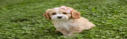 Mixed Breed dogs for sale: Tinker Bell Munchkin Bernedoodle - Ad 5
