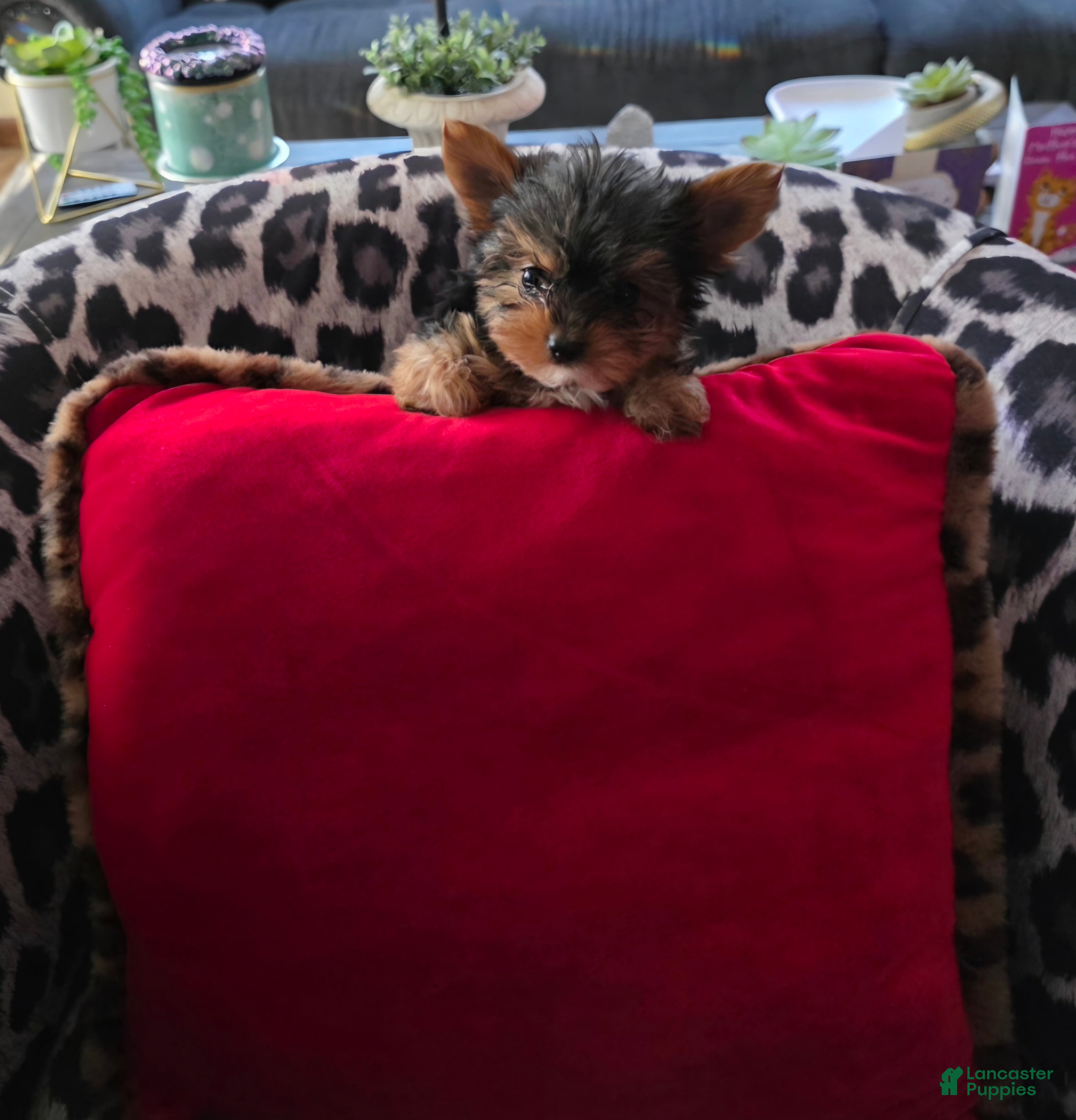 Yorkshire Terrier dogs AKC MIDNIGHT (Teacup) - Ad 2