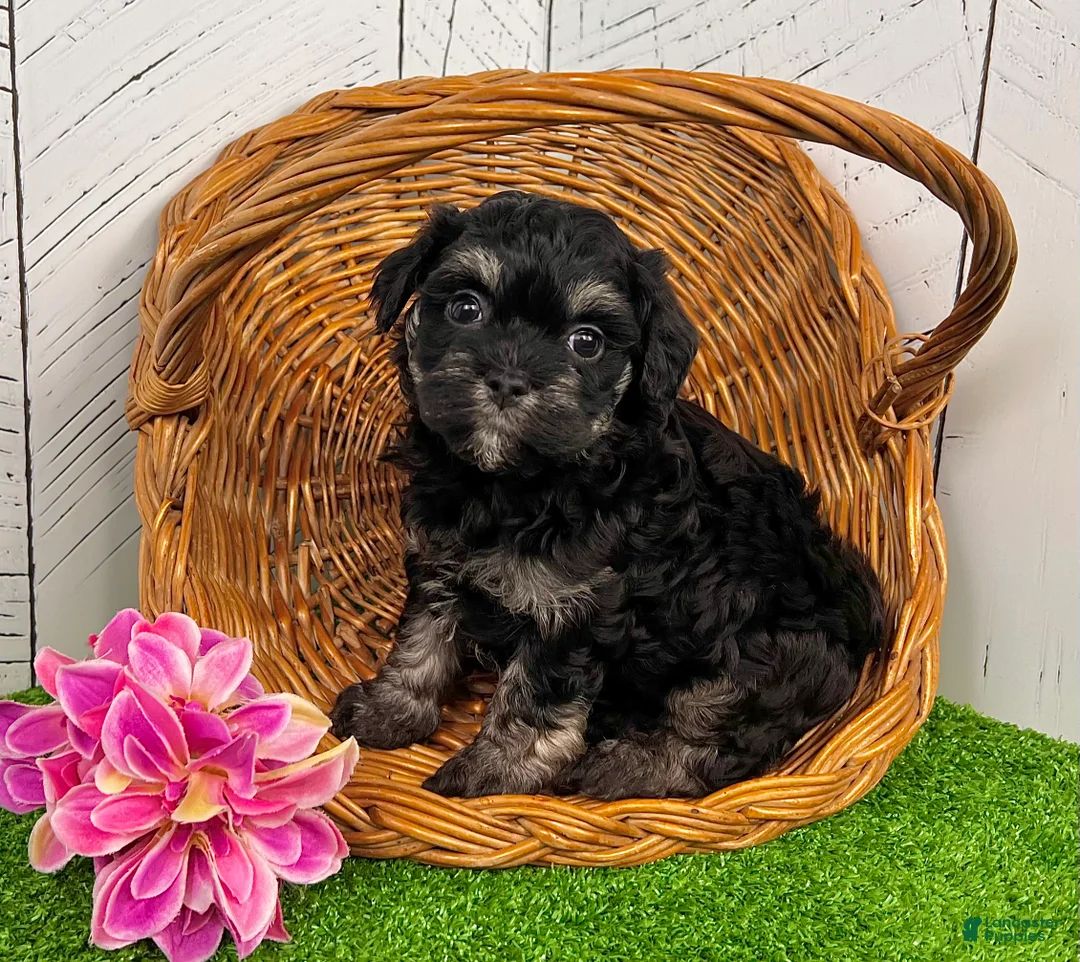 Havanese dogs for sale: Cookie - Ad 6