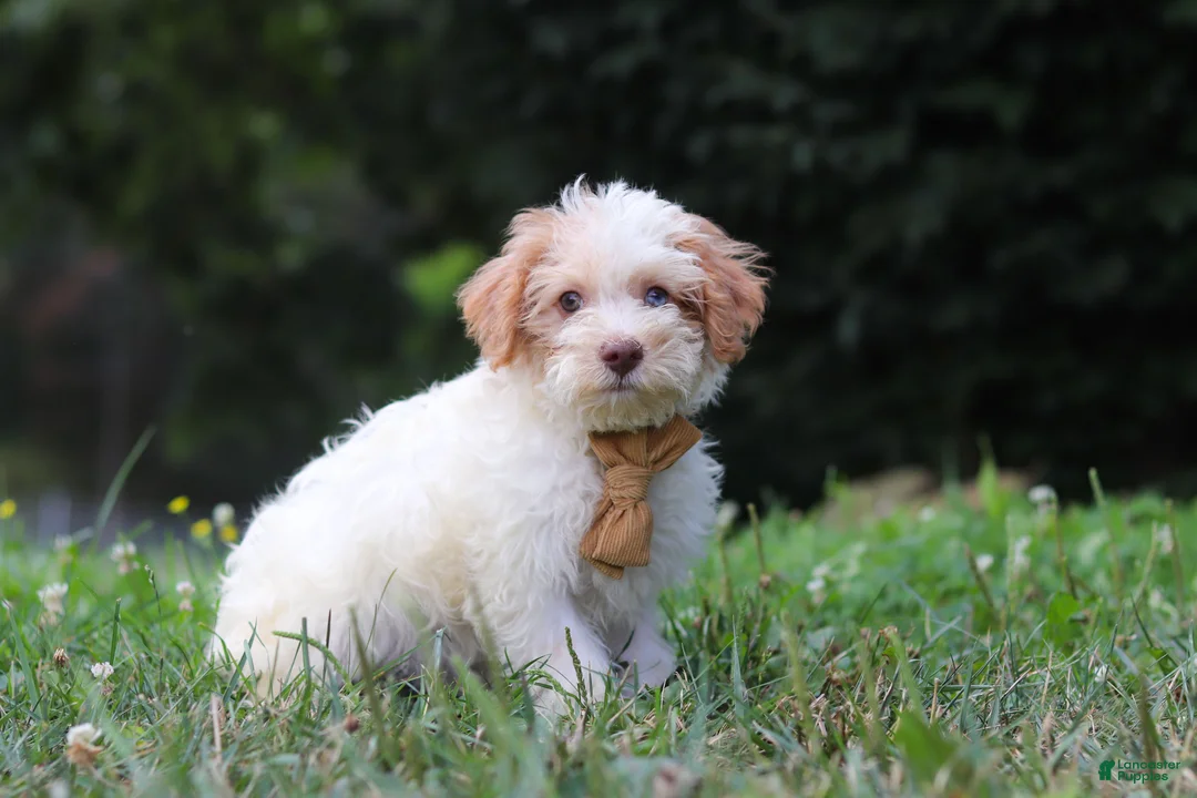 Yorkiepoo dogs for sale: Jackson - Ad 2