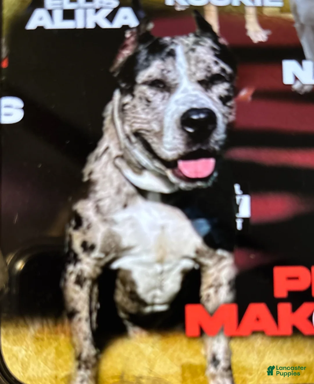 American Bully dogs for sale: American Bully Puppy 3 - Ad 4