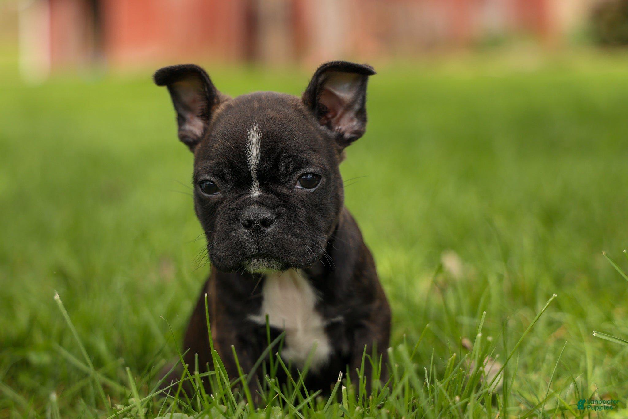 Frenchton dogs BUDDY - Ad 2