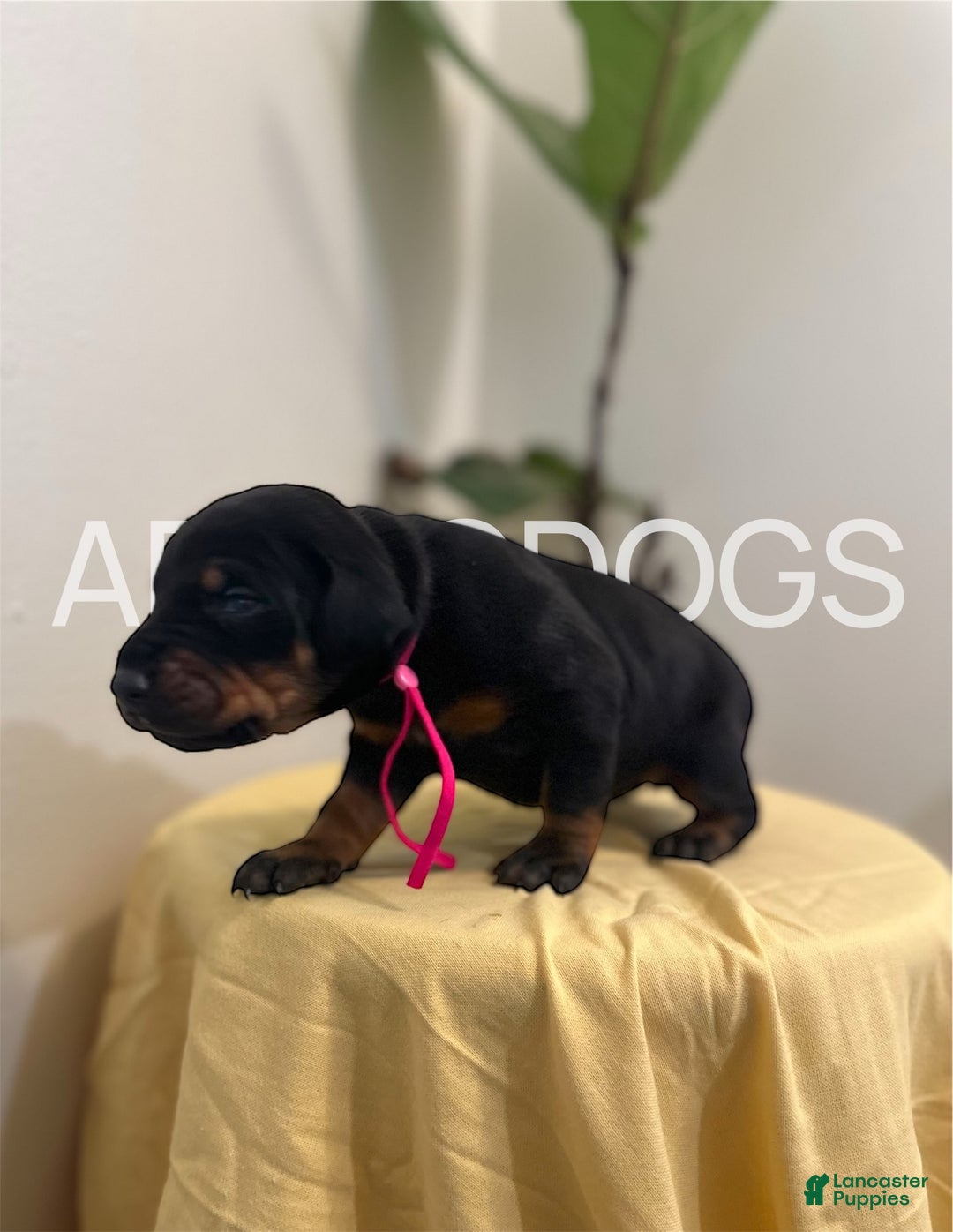 Doberman Pinscher dogs for sale: Doberman Pinscher (Female) - Ad 5