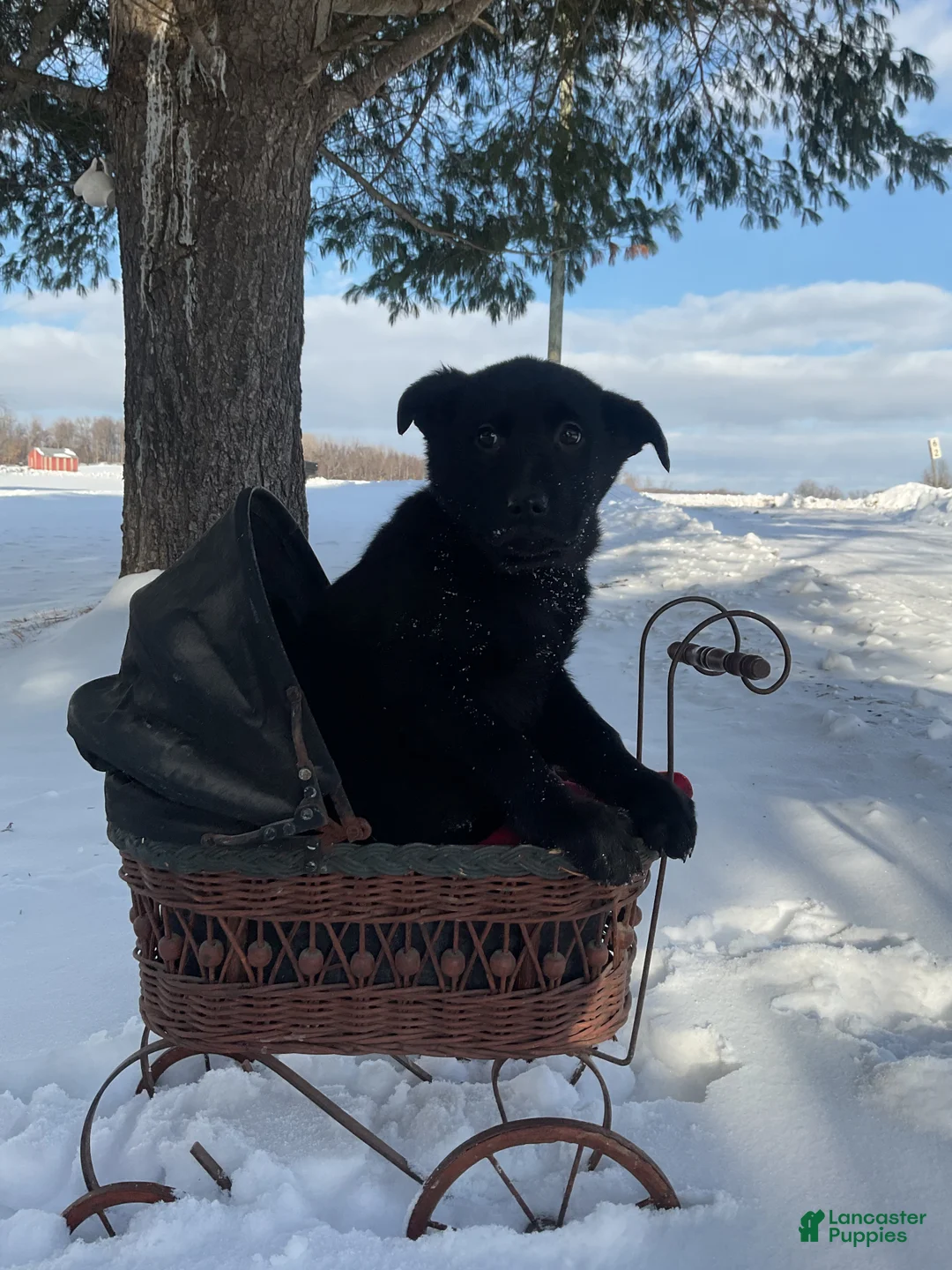 Mixed Breed dogs for sale: Becca  - Ad 4