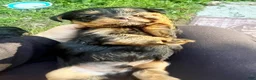 Yorkshire Terrier dogs for sale: Rowdy - Ad 9