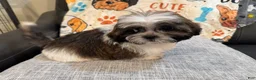 Shih Tzu dogs for sale: Michael - Ad 3