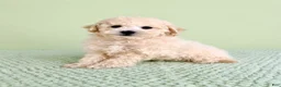 Bichon Frise dogs for sale: Barry - Ad 5